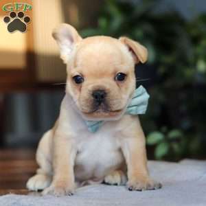 Leo, French Bulldog Puppy