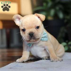 Leo, French Bulldog Puppy