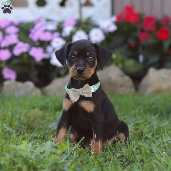 Leo, Miniature Pinscher Puppy