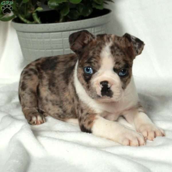 Leo, Boston Terrier Puppy