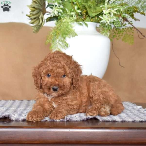 Leo, Cavapoo Puppy