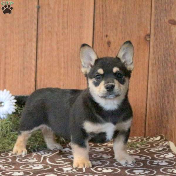 Leo, French Bulldog Mix Puppy