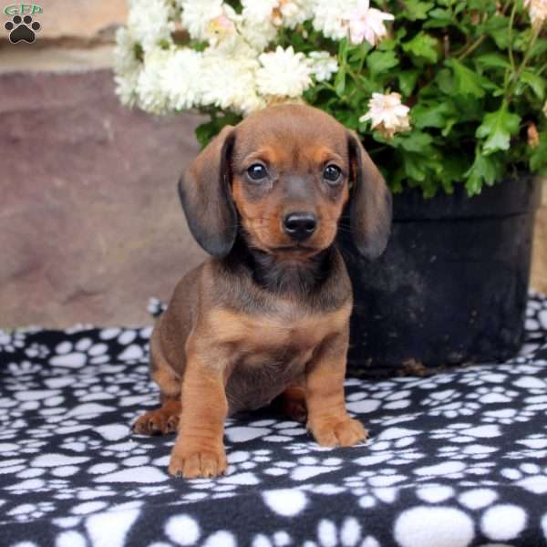 Leo, Dachshund Puppy