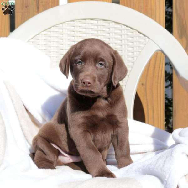 Leo, Chocolate Labrador Retriever Puppy