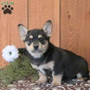Leo, French Bulldog Mix Puppy