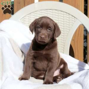 Leo, Chocolate Labrador Retriever Puppy