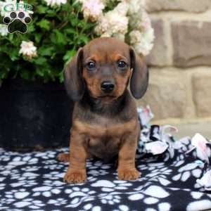 Leo, Dachshund Puppy