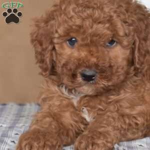 Leo, Cavapoo Puppy