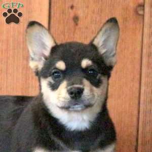 Leo, French Bulldog Mix Puppy