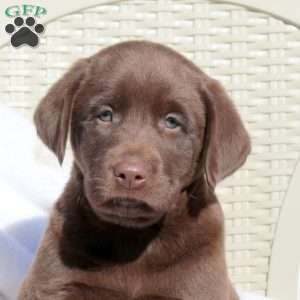 Leo, Chocolate Labrador Retriever Puppy