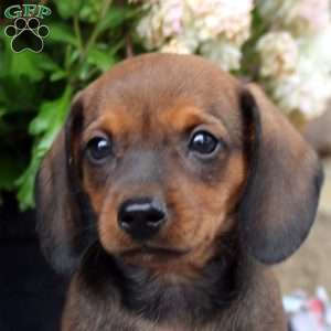 Leo, Dachshund Puppy
