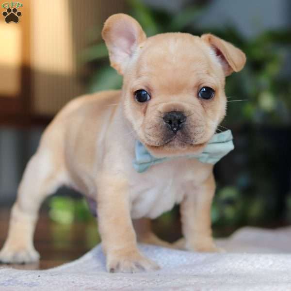 Leo, French Bulldog Puppy