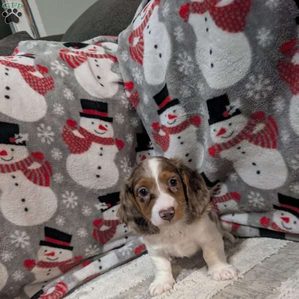 Leo, Dachshund Puppy