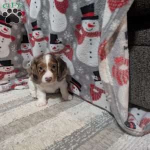 Leo, Dachshund Puppy