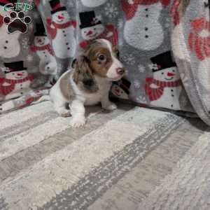 Leo, Dachshund Puppy