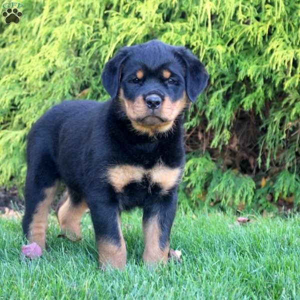 Lewis, Rottweiler Puppy