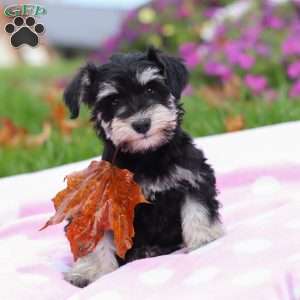 Lexi, Miniature Schnauzer Puppy