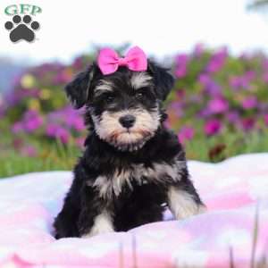 Lexi, Miniature Schnauzer Puppy