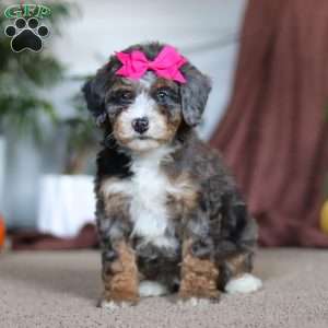 Lexi, Mini Bernedoodle Puppy