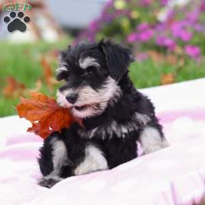 Lexi, Miniature Schnauzer Puppy