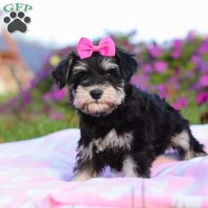 Lexi, Miniature Schnauzer Puppy