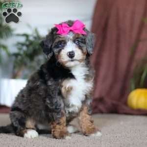Lexi, Mini Bernedoodle Puppy