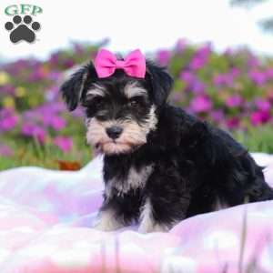 Lexi, Miniature Schnauzer Puppy