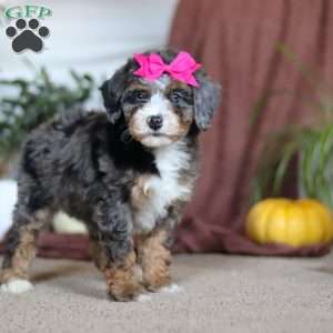 Lexi, Mini Bernedoodle Puppy