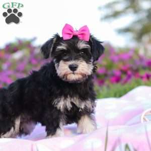 Lexi, Miniature Schnauzer Puppy
