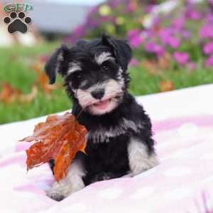 Lexi, Miniature Schnauzer Puppy
