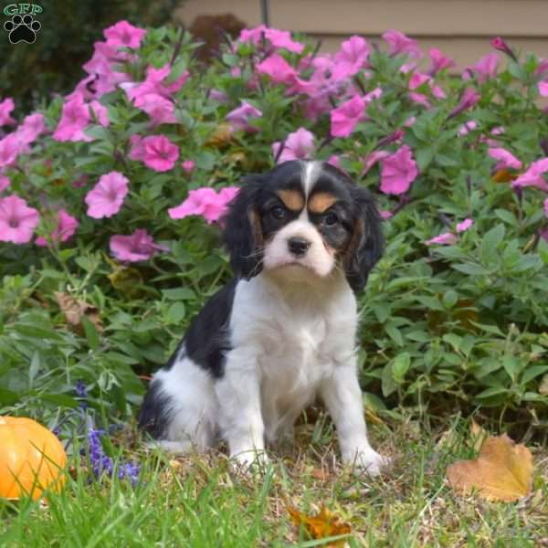 Lexi, Cavalier King Charles Spaniel Puppy