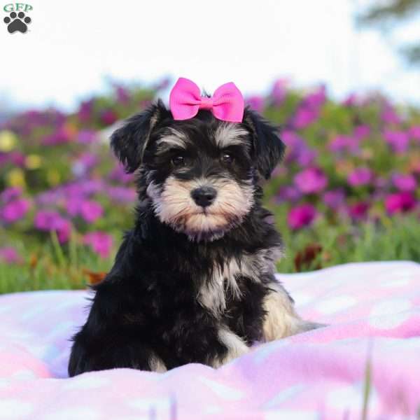 Lexi, Miniature Schnauzer Puppy