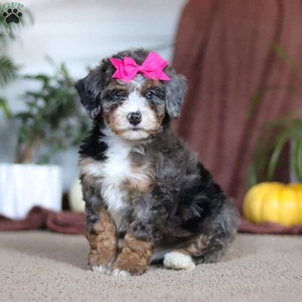 Lexi, Mini Bernedoodle Puppy