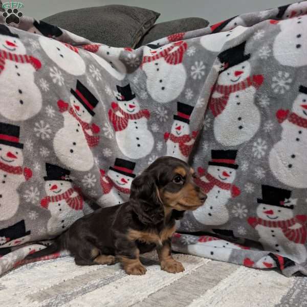 Lexi, Dachshund Puppy