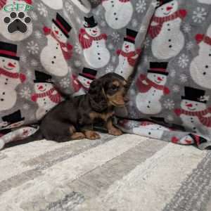 Lexi, Dachshund Puppy