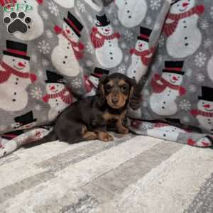 Lexi, Dachshund Puppy