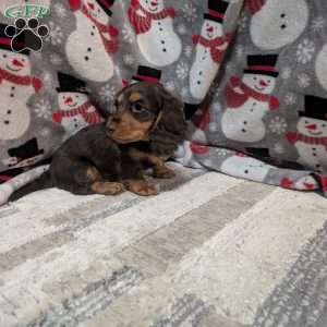 Lexi, Dachshund Puppy