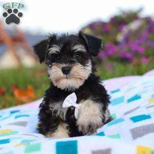 Liam, Miniature Schnauzer Puppy