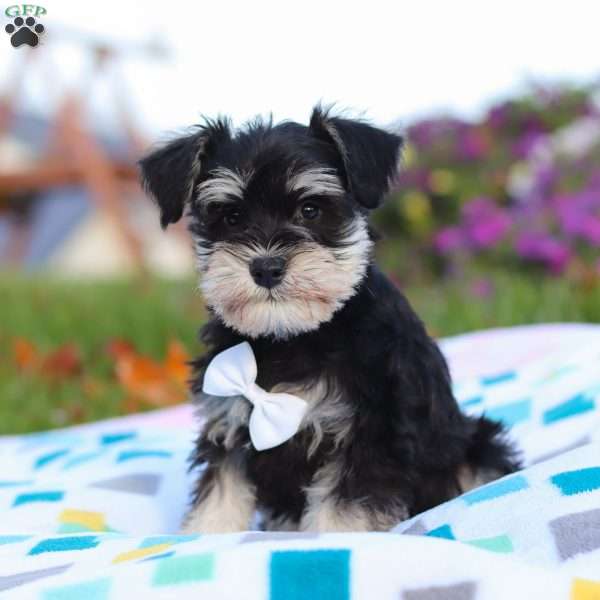 Liam, Miniature Schnauzer Puppy