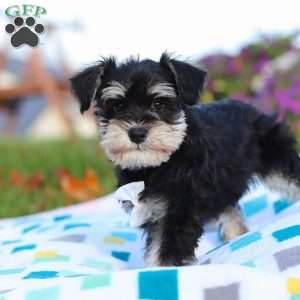 Liam, Miniature Schnauzer Puppy