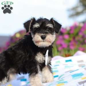 Liam, Miniature Schnauzer Puppy