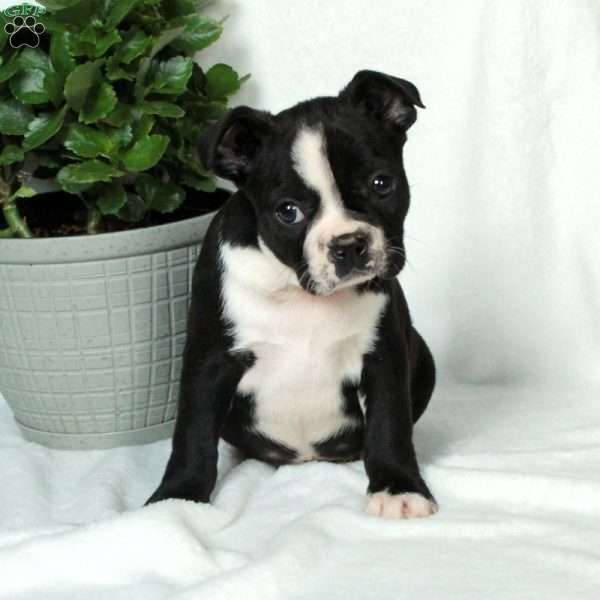 Liam, Boston Terrier Puppy