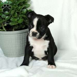Liam, Boston Terrier Puppy