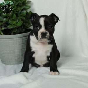 Liam, Boston Terrier Puppy