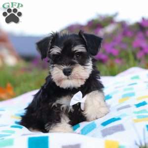 Liam, Miniature Schnauzer Puppy