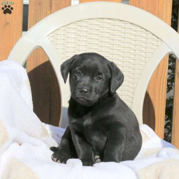 Liberty, Black Labrador Retriever Puppy