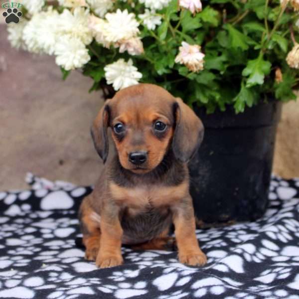 Lila, Dachshund Puppy