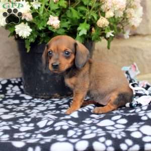 Lila, Dachshund Puppy