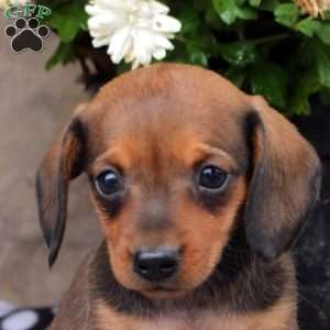 Lila, Dachshund Puppy