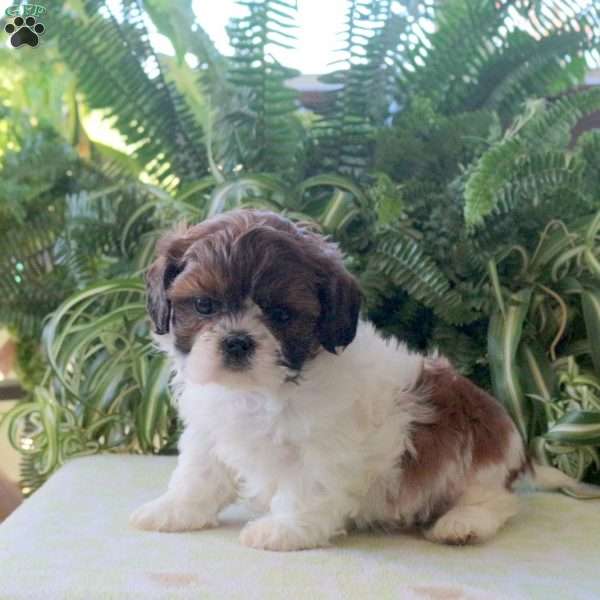 Lillith, Teddy Bear Puppy